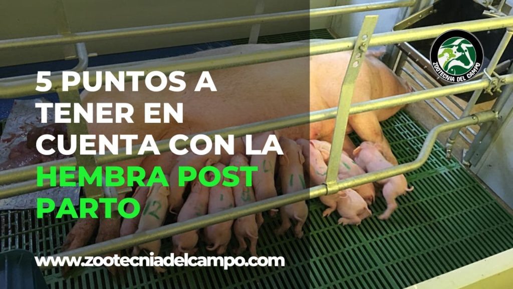 5 puntos a tener en cuenta con la hembra post parto